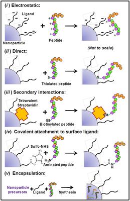 Peptide-Enabled Targeted Delivery Systems for Therapeutic Applications